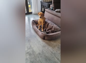Oskar - in 71067 Sindelfingen  auf Pflegestelle