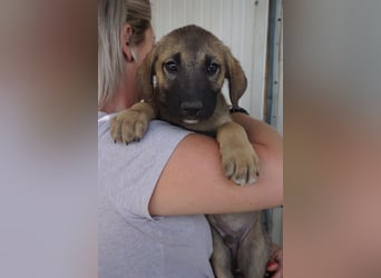 Rudi - sucht noch sein Körbchen