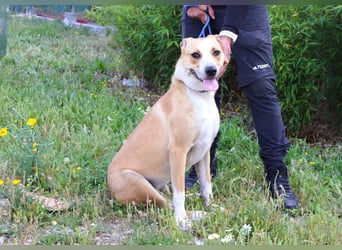 Goma, Labrador-Mix, lieb und sozial