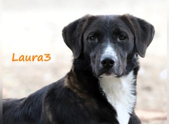 Laura3 06/2019 (GRC) - schüchterne Schönheit wünscht sich ein ruhiges Zuhause!