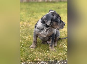 Super schöner Two Face American Bully XL Rüde