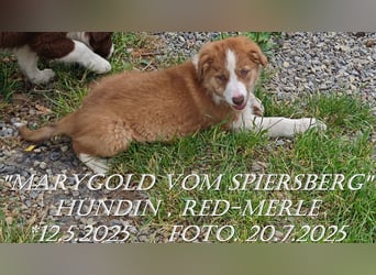 Border Collie-Welpen , black-,choco-,red-white und red-merle