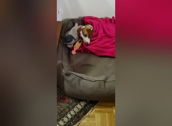 Moka Posavski Gonic Mischling Jagdhund Hündin sucht Zuhause für immer