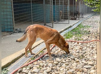 Herzensmensch gesucht - lieber OSCAR hofft schon so lange auf sein Glück