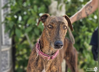Elonia - auch für Galgoanfänger geeignet