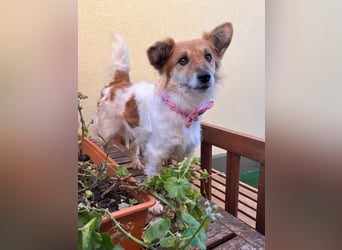 Lena, schüchternes Kleinspitz Mischlingsmädchen geb. 2023