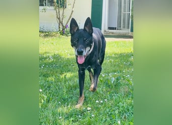 Misha ❤️ Hundeopi mit schwerem Schicksal sucht Geborgenheit