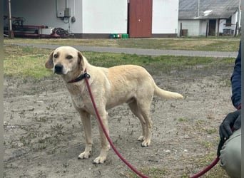 Max, geboren 08.06.2024, 55cm sucht sein Zuhause