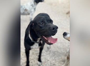 Leo, sucht seine Familie