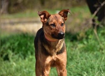 Bobko ist ein entspannter, lieber Hund