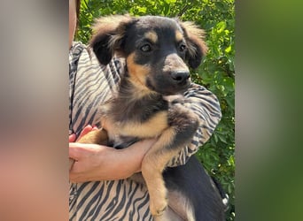 Cassie, geboren 03.2025, 31cm sucht ihre Menschen
