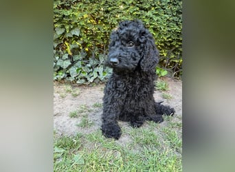 Kleinpudel, zuckersüß suchen ihr Traumzuhause