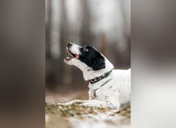 Lebensfroher Henry sucht seine Menschen