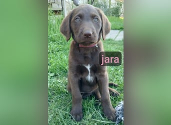 Welpen Labradoodle F1 Braun Groß Könispudel x Labrador