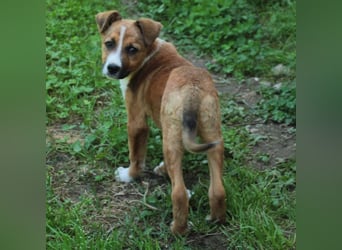 Vagos-Mischling -sucht ein Zuhause / eine Pflegestelle
