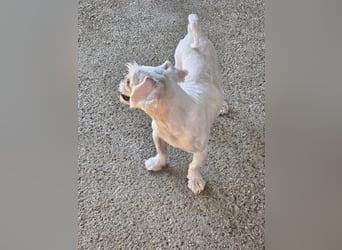 FIGARO - ein fröhlicher Zwerg sucht Zuhause oder Pflegestelle!