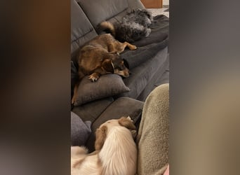 Liebevolles Zuhause für Zhuzhik gesucht