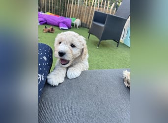 Labradoodle