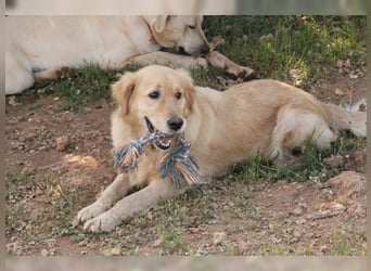 Tolle, liebevolle, aktive Traumhündin Nika, Golden Retriever