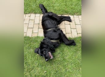 Herzenshund Golden Retriever Mix Jamie sucht sein Körbchen