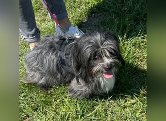 Micha: Hundekind sucht ein Zuhause