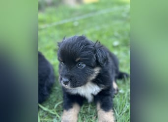 Einzigartige Mini Aussies