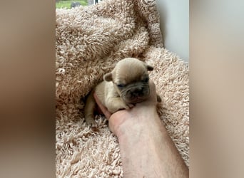 Gesunde Sportliche Französische Bulldoggen aus Familienzucht!