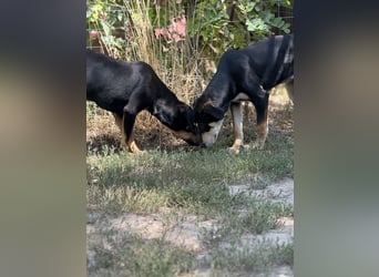 Dobermann - Mix, 5 Monate alt, rundum verträglich