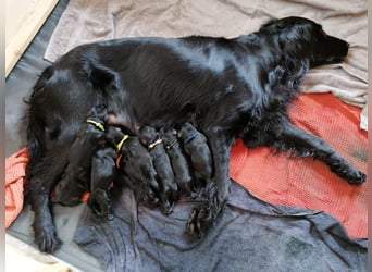 Schwarzer Flat Coated Retriever Rüdenwelpe