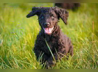 Irish Water Spaniel Welpen / Nichthaarend / FCI - VDH Zucht