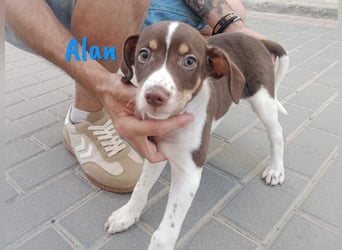Alan geb. 03/2025 (ESP) - neugieriger süßer Ratonero Bodeguero Andaluz Welpe!
