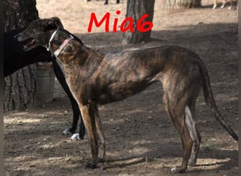 Mia6 geb. 10/2017 (ESP) - super liebe, zutrauliche und verschmuste Galga!