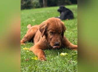 Chow-Chow-Retriever-Mix FELIX ❤️wartet in 53940 Hellenthal
