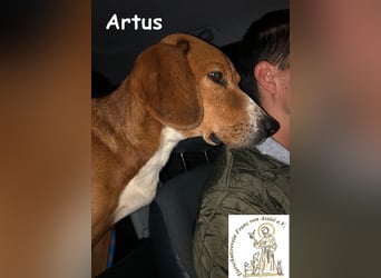 Artus - cooler, hübscher Rüde hält Ausschau nach seinen Menschen