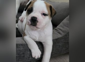 American Bulldog Welpen aus Hybrid/Standard Verpaarung ab Mitte Juni abzugeben, www.cocodin-bulls.de