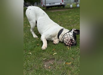 Vermittlungshilfe für Snoopy