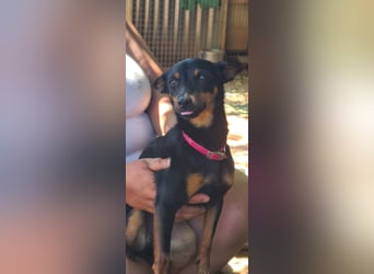 Coqueta, eine süße Pinscher Dame