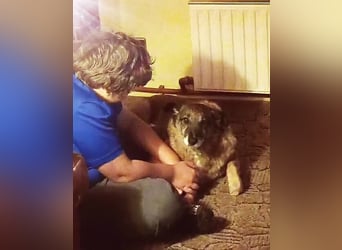 Angeli musste nach 28 Stunden gehen...