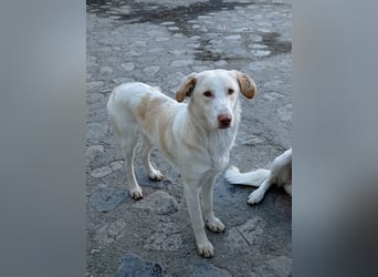Rocky – Besser geht’s nicht!