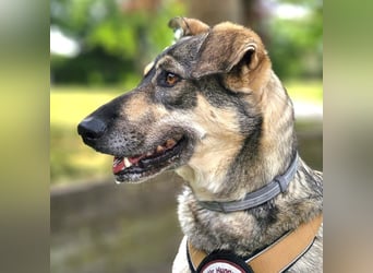 Nadja - fröhliche, aktive, liebe Schäferhund Mix Hündin / Pflegestelle in Remlingen