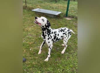Dius, 3 Jahre, 57cm sucht ihr Körbchen