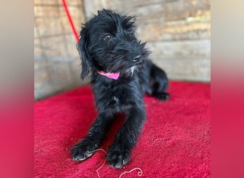 (R) ❤️ süße kleine MONTI - 6 Monate, 35cm/6kg - Schnauzer-Mix