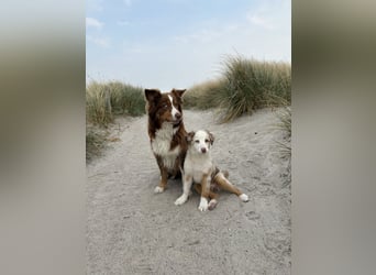 Australian Shepherd Welpin klein kurzhaar blaue Augen