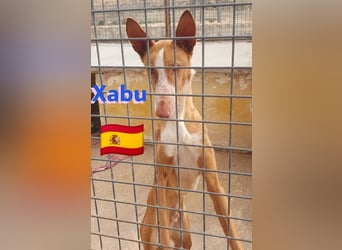 Xabu,geb.08/23,hübscher Podenco Bub sucht seine Familie