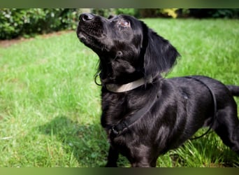 TEQUILA, Spaniel-Mix Rüde, geb.ca. 20.11.2021, sucht seine Familie