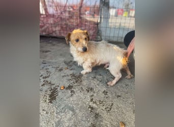 Hatchi LM - Skeptischer Gefährte mit neugierigem Herzen