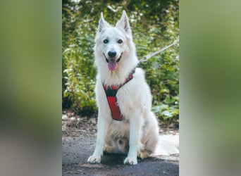 Rocky - unkomplizierter Familienhund