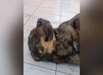 Doris Schäferhund Mischling Hündin Junghund sucht Zuhause oder Pflegestelle