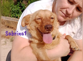 Sabrina1 geb. 06/2023 (ESP) - verschmuste und liebevolle Mini-Hündin!