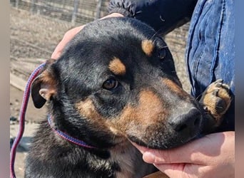 Süße ♥ Stella ♥ treuer Schatz auf 4 Pfoten